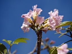ipê rosa or Handroanthus heptaphyllus