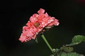 Beautiful, pink rose flower with green leaves in raindrops