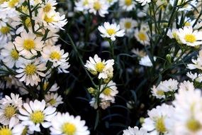 gorgeous Daisies Margaridinhas Flowers