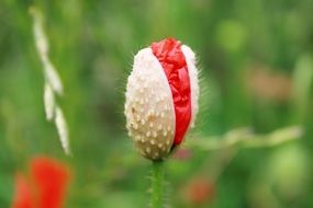poppy capsule in the field of poppies
