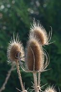 Teasel, dry seed heads close up, Dipsacus fullonum
