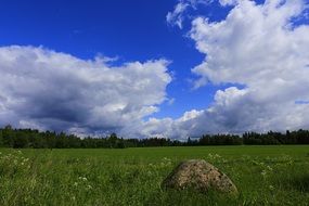 stone among green grass in the meadow