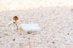 poisonous asian mushroom in the wild