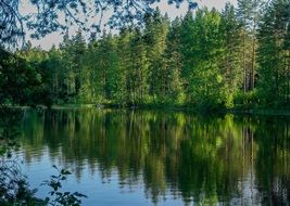 green forest by the lake in Finland