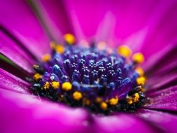 closeup of a purple daisy