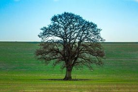 huge tree in green field