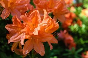 orange rhododendrons close up