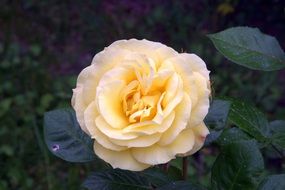 yellow Tea Rose in Garden