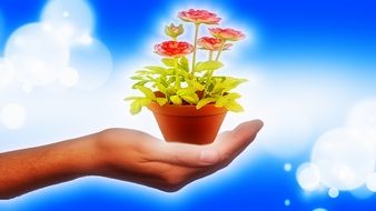 potted flowers on a man's hand