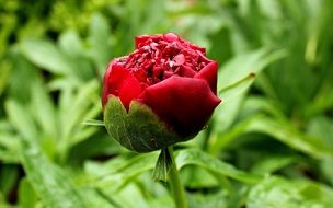 red peony on a lush green bush