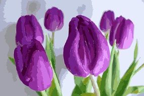 watercolor drawing purple tulips