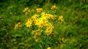 fascinating gold Flower
