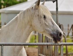 graceful white horse in paddock