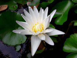 white lotus on the water among the leaves