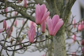 Pink flowers on the branches of a magnolia tree