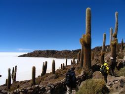 Landscape of tall cactus on a hill, bolivia