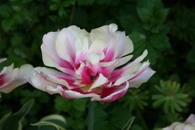 Beautiful white and purple tulips in spring