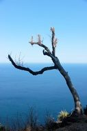 dry dead tree over a cliff in the background of the sea