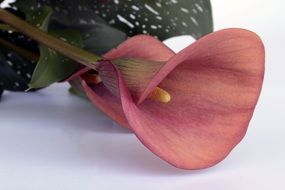 pink calla flower on a white surface