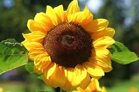 background with yellow sunflower