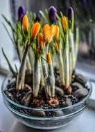 variety of crocuses in a glass bowl