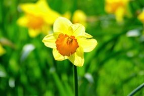 Daffodil yellow Flower close-up on blurred background