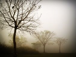 Bared Trees in fog