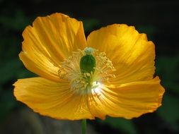Beautiful white and yellow poppy flower in nature