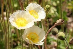 three white poppies in sunshine