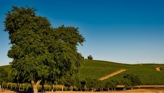 a picturesque landscape of vineyards in California