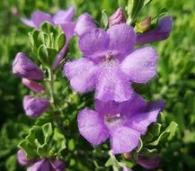 Picture of Texas Sage flowers close-up on blurred background