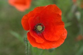 red poppy on a blurred background close up