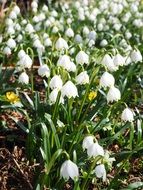 A lot of white snowflakes in spring