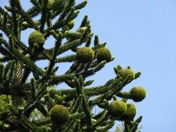 Monkey Puzzle