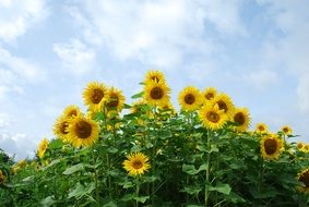 fascinating Flower Plant