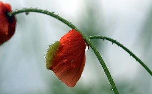 wet poppy flowers