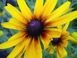 yellow Cone Flower closeup