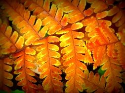 Golden fern in winter