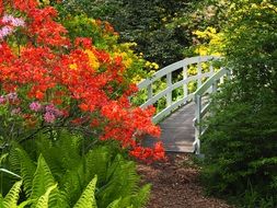 Bridge Nature