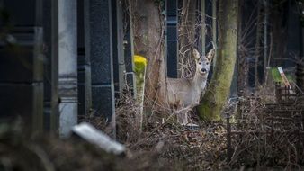 ROE deer in the Cemetery