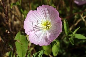 summer pink flower in the forest