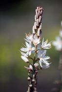 asphodel is a spring flower