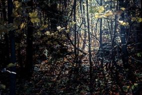 forest trees in slovakia