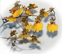 oncidium from the asparagus family