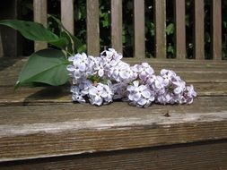 Decorative lilac flowers on a wooden bench