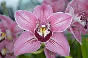 beautiful pink-white orchid in the garden