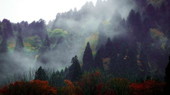 picturesque Mountains covered with forest