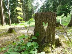 heart on a stump in a forest glade