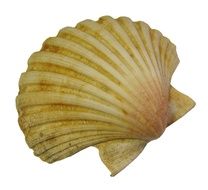 isolated shell