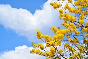 yellow flower on Tree and cloudy sky scene